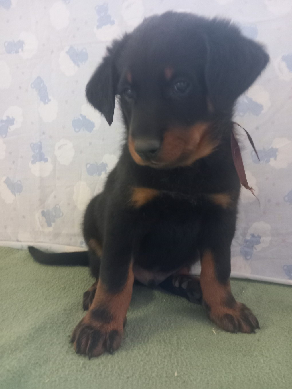 des Mille Pas de Loup - Chiots disponibles - Berger de Beauce