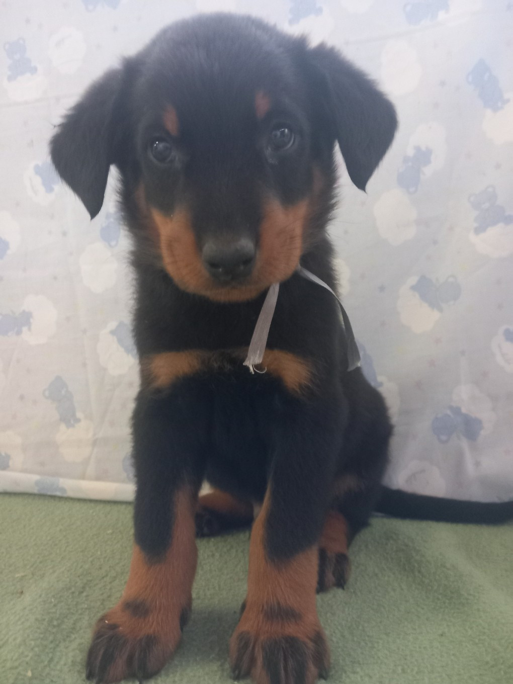 des Mille Pas de Loup - Chiots disponibles - Berger de Beauce