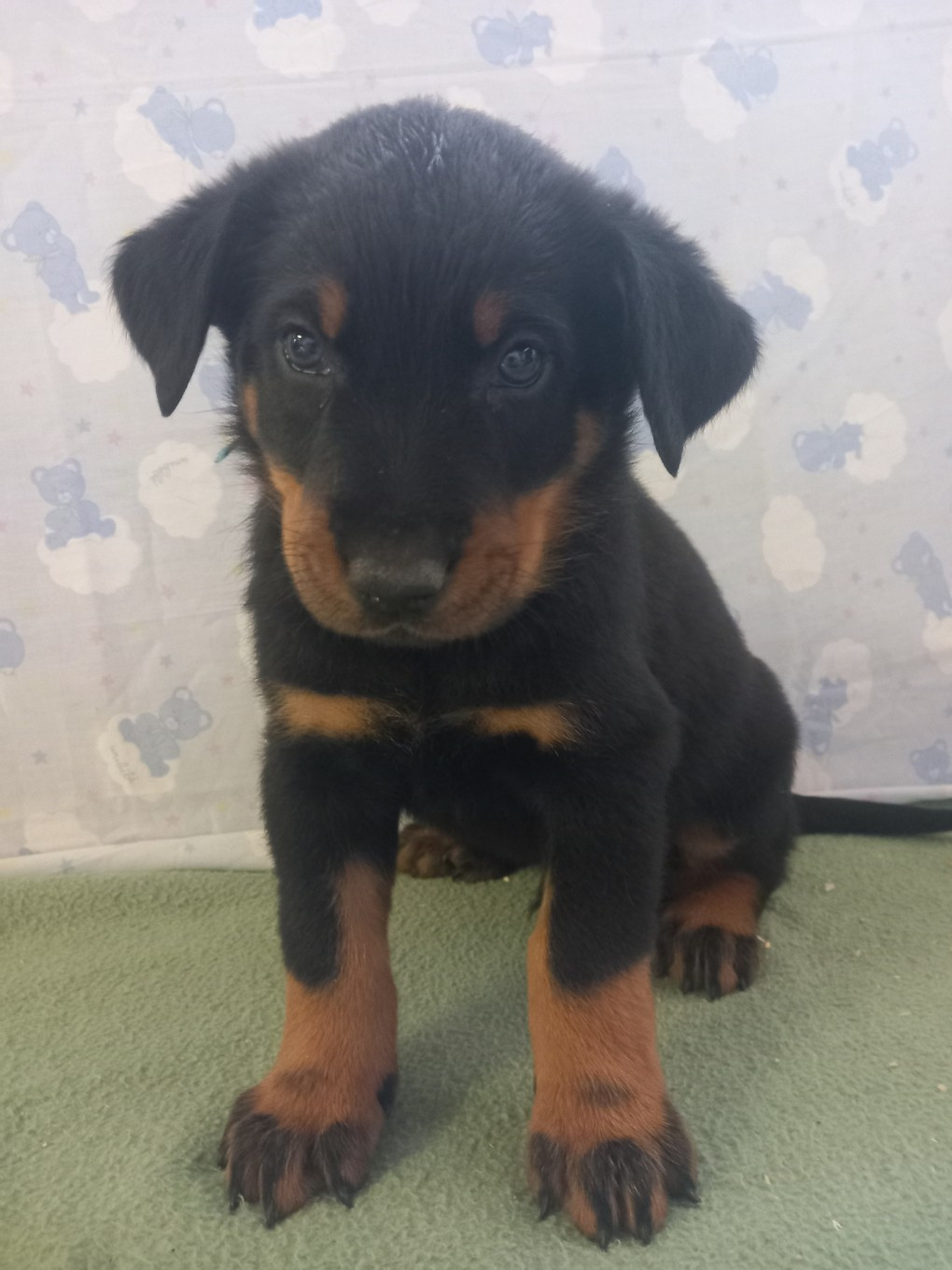 des Mille Pas de Loup - Chiots disponibles - Berger de Beauce