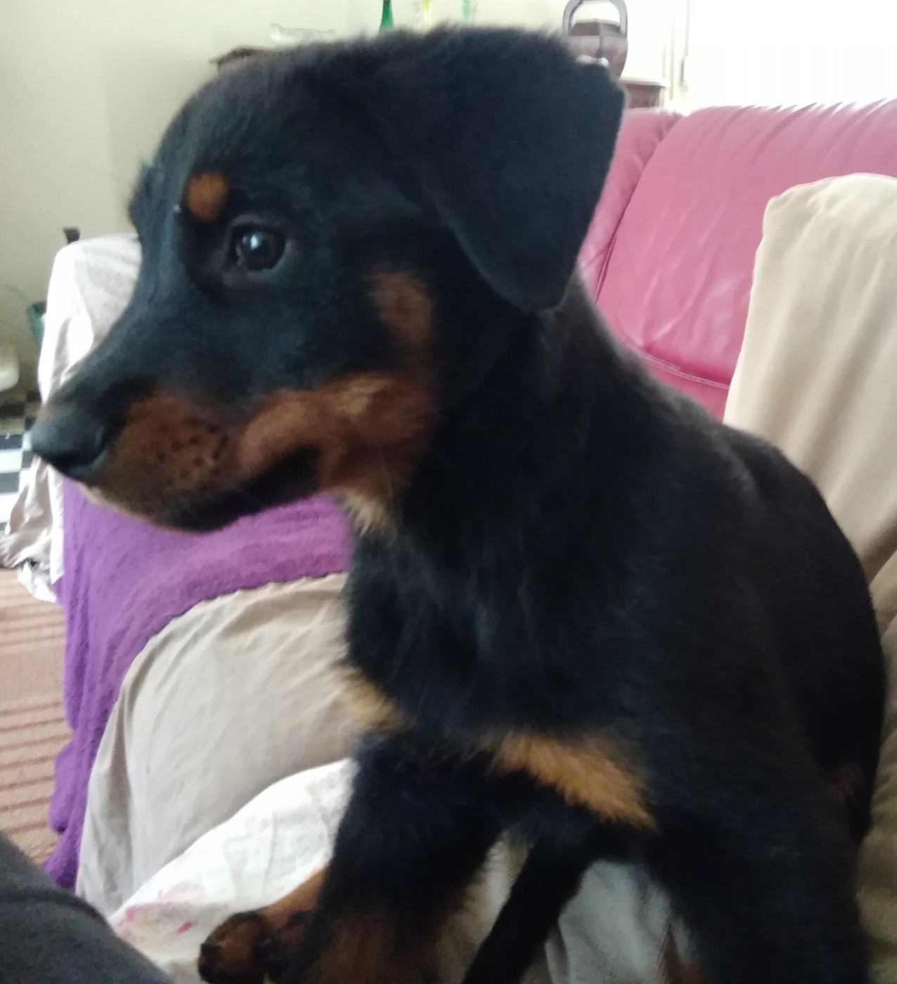 des Mille Pas de Loup - Chiots disponibles - Berger de Beauce