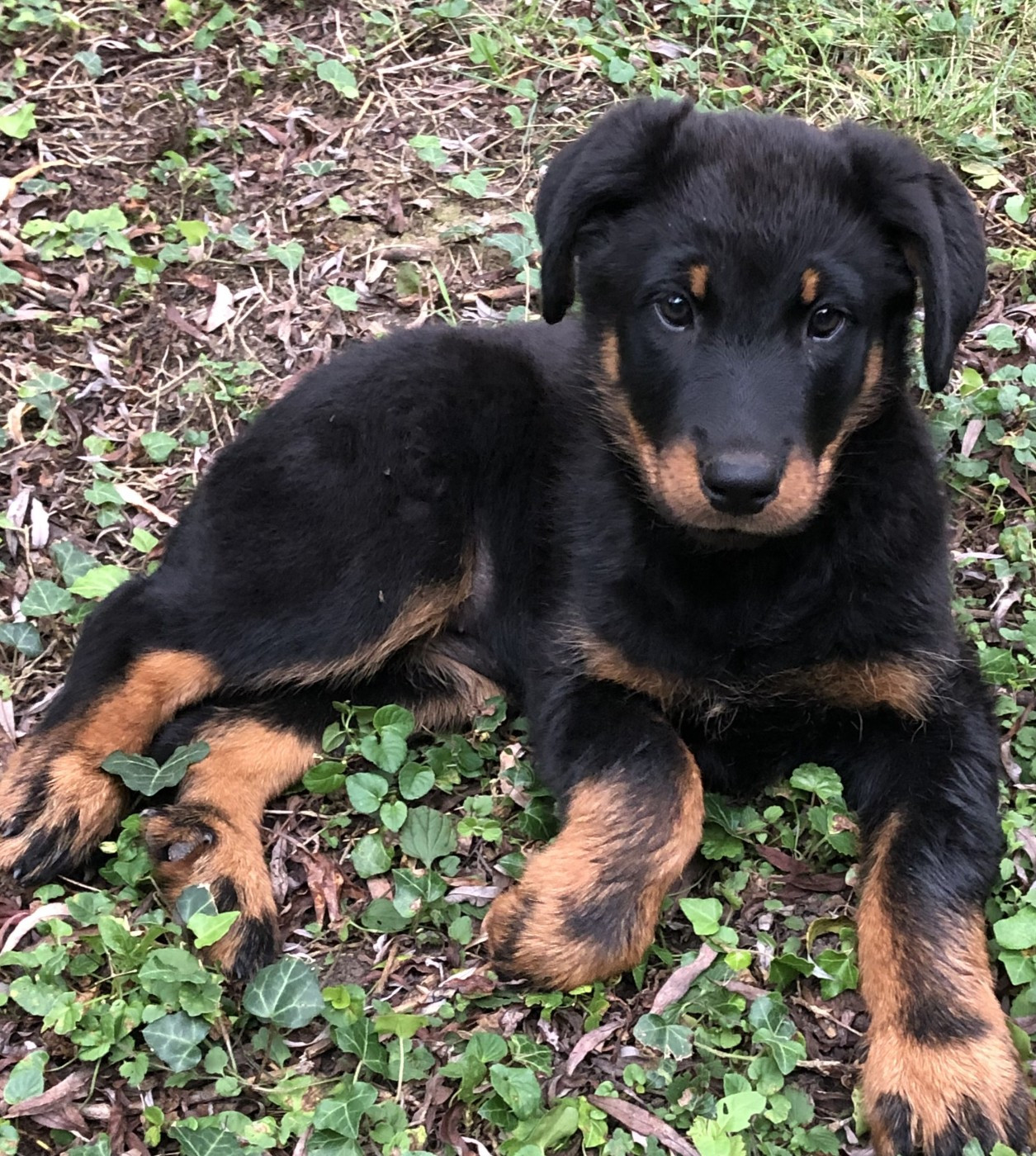 des Mille Pas de Loup - Chiots disponibles - Berger de Beauce