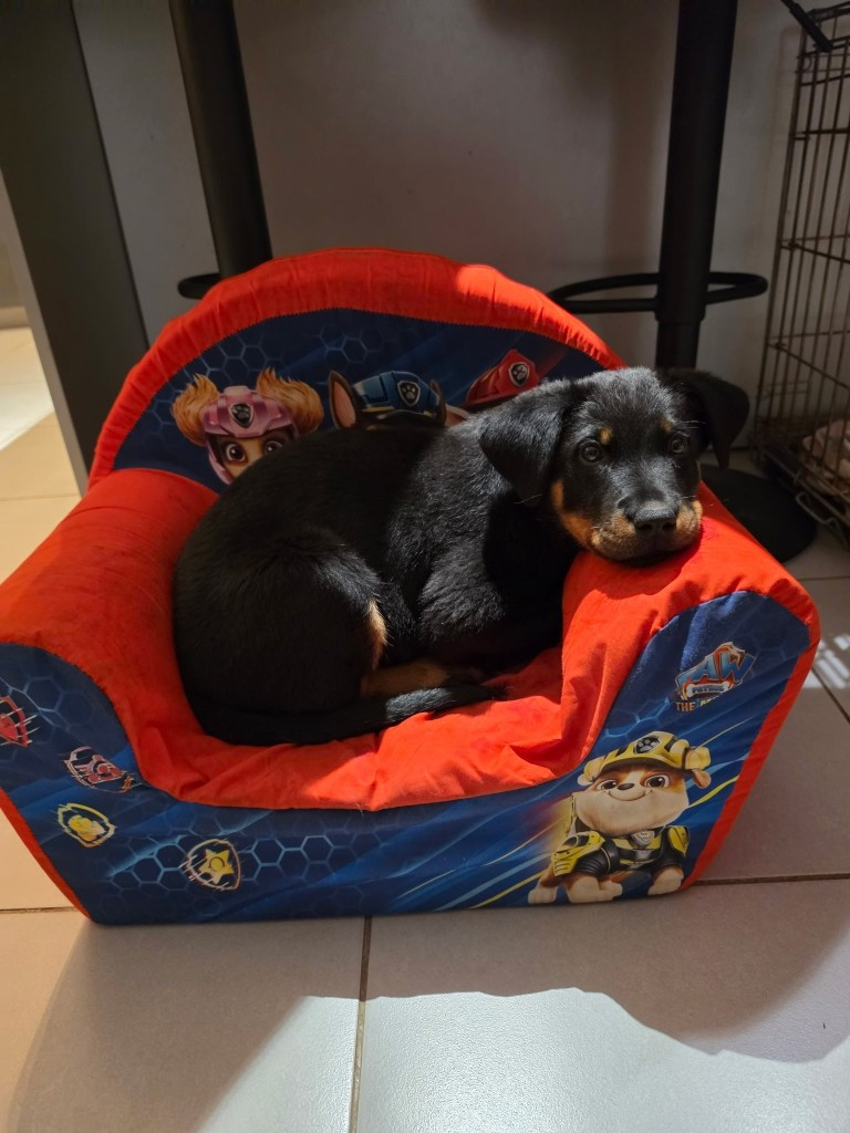 des Mille Pas de Loup - Chiots disponibles - Berger de Beauce