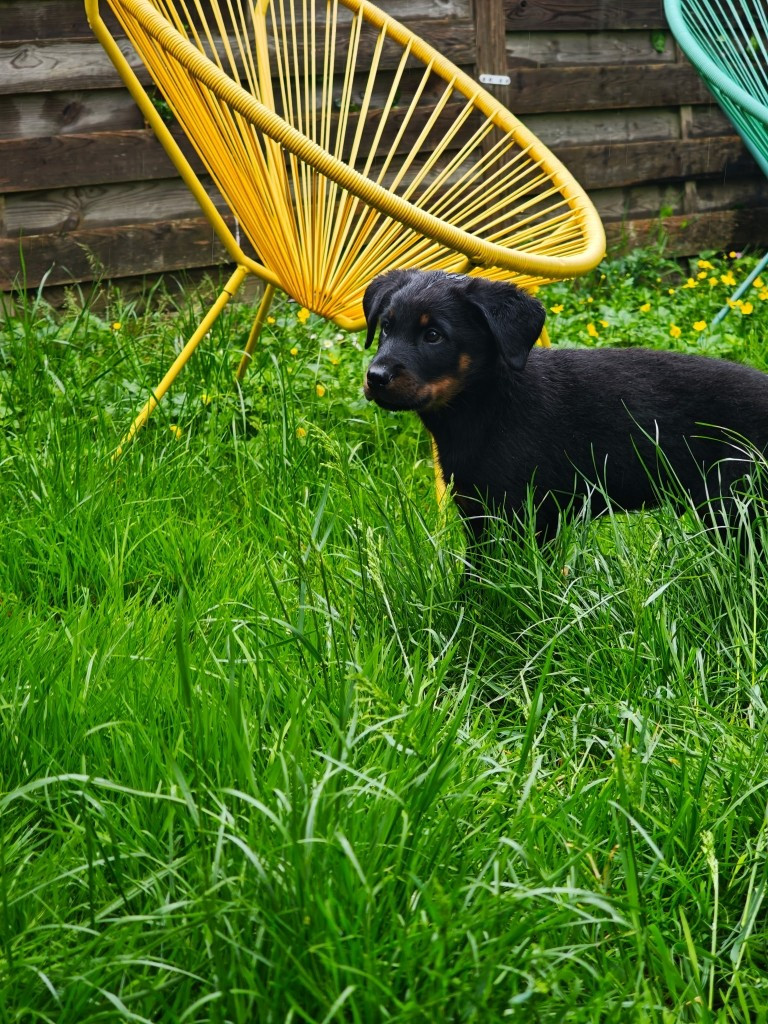 des Mille Pas de Loup - Chiots disponibles - Berger de Beauce