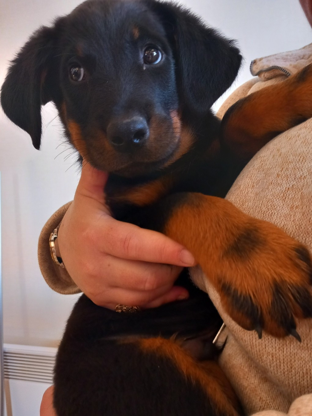 des Mille Pas de Loup - Chiots disponibles - Berger de Beauce