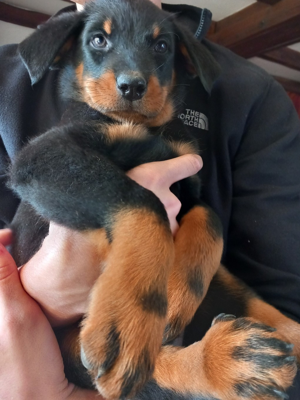 des Mille Pas de Loup - Chiots disponibles - Berger de Beauce