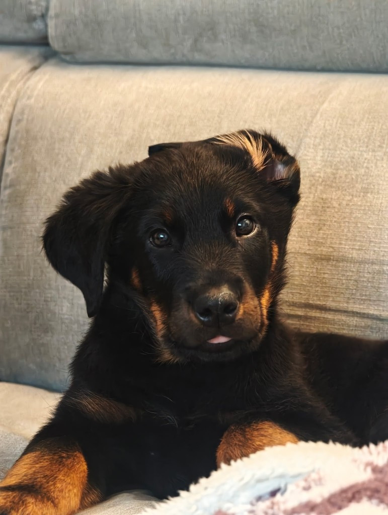 des Mille Pas de Loup - Chiots disponibles - Berger de Beauce