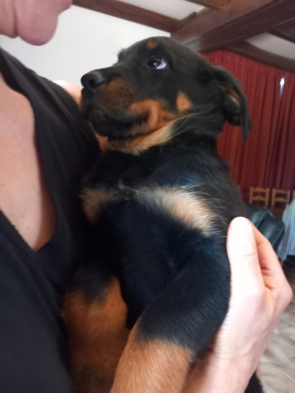 des Mille Pas de Loup - Chiots disponibles - Berger de Beauce