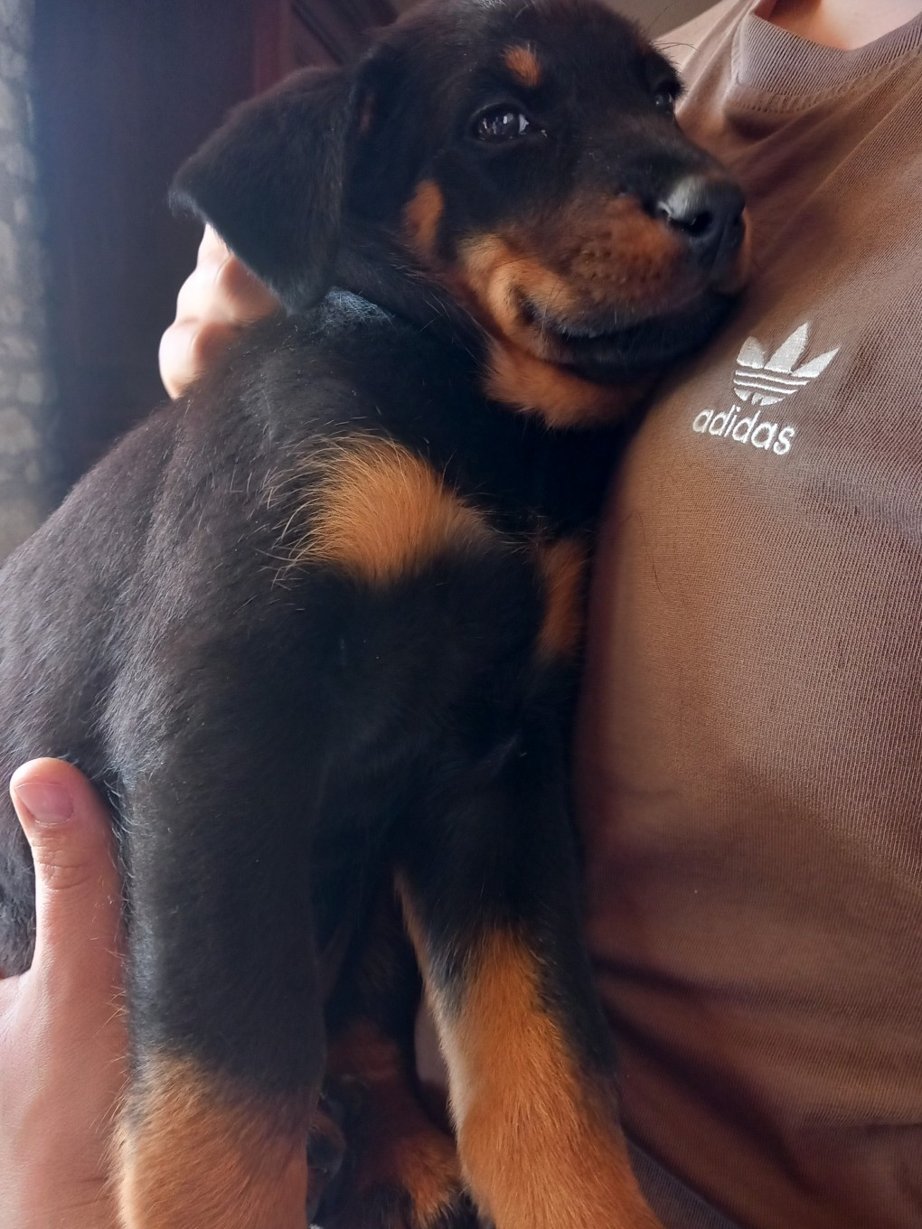 des Mille Pas de Loup - Chiots disponibles - Berger de Beauce