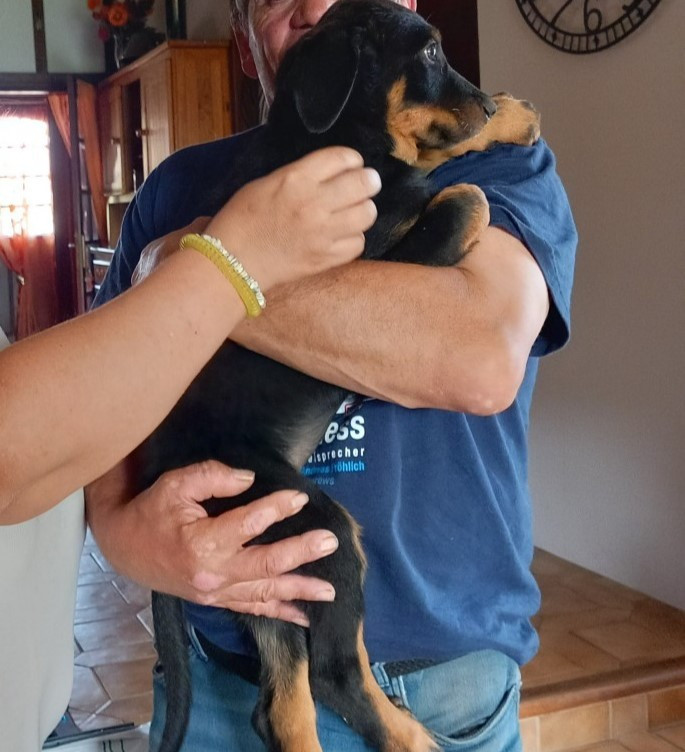 des Mille Pas de Loup - Chiots disponibles - Berger de Beauce