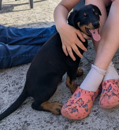 des Mille Pas de Loup - Chiots disponibles - Berger de Beauce
