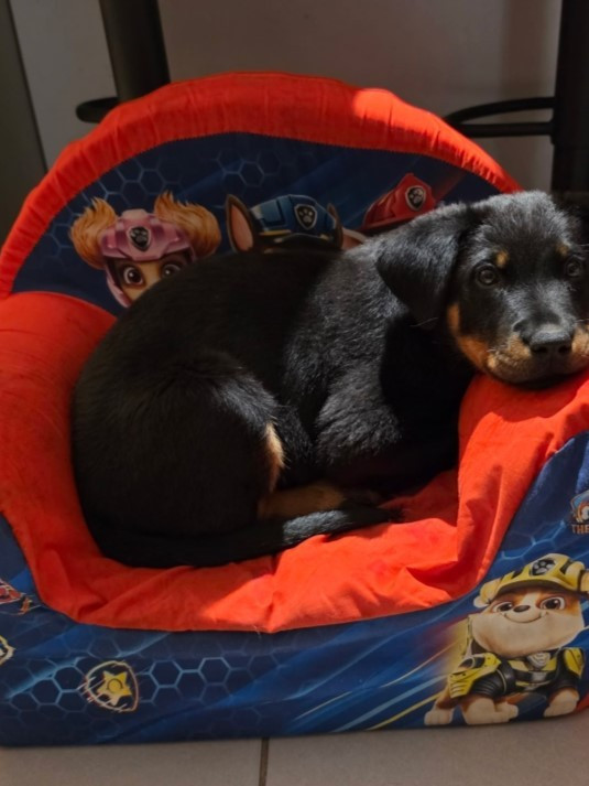 des Mille Pas de Loup - Chiots disponibles - Berger de Beauce