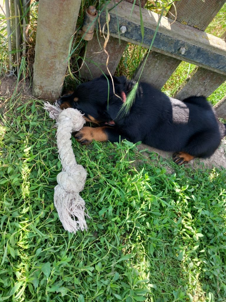 des Mille Pas de Loup - Chiots disponibles - Berger de Beauce