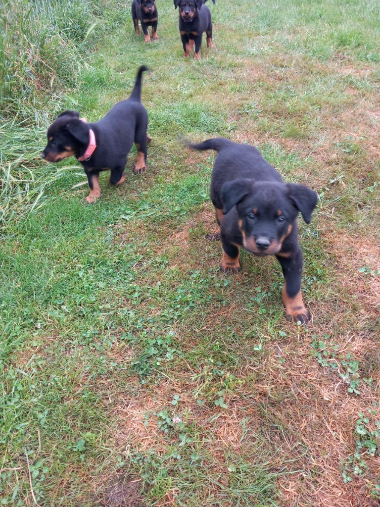 des Mille Pas de Loup - Chiots disponibles - Berger de Beauce