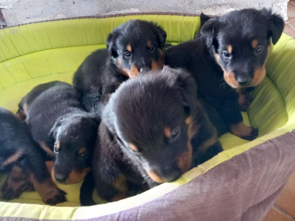 des Mille Pas de Loup - Chiots disponibles - Berger de Beauce
