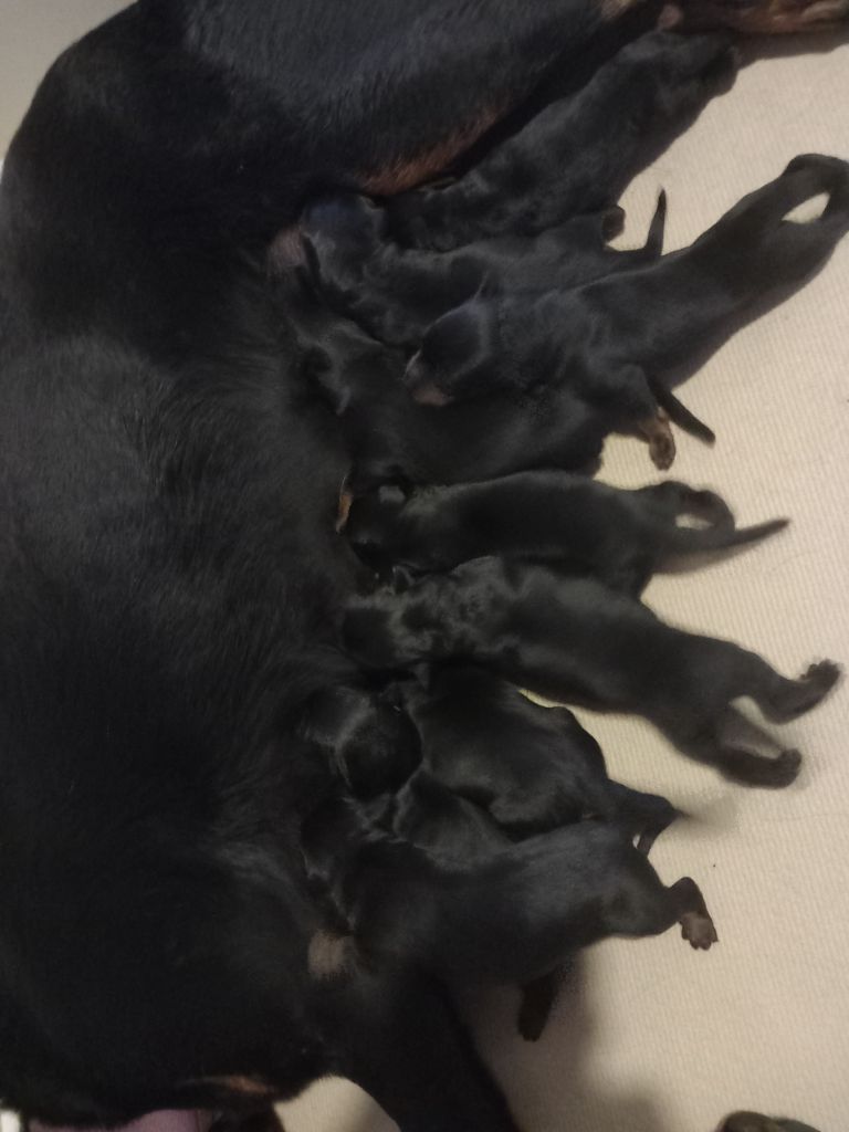 Chiot Berger de Beauce des Mille Pas de Loup
