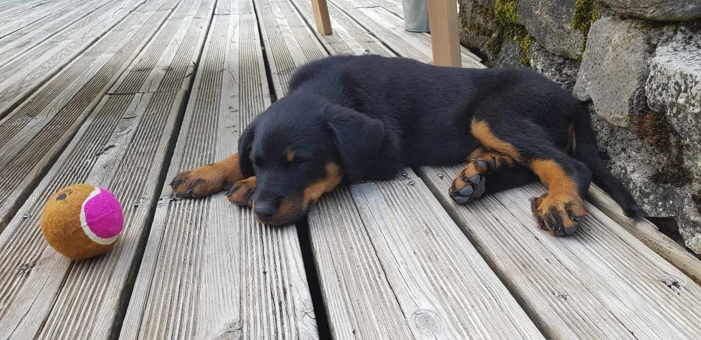 des Mille Pas de Loup - Chiots disponibles - Berger de Beauce