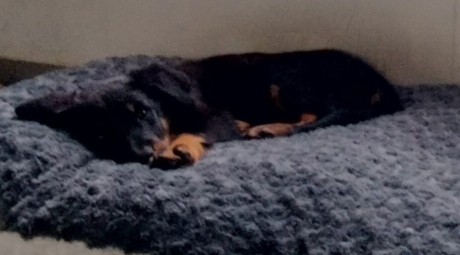 des Mille Pas de Loup - Chiots disponibles - Berger de Beauce
