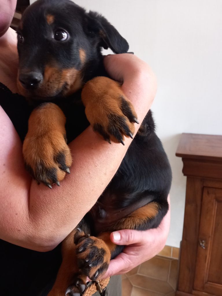 des Mille Pas de Loup - Chiots disponibles - Berger de Beauce