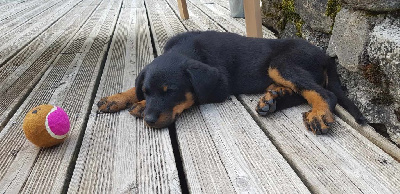 CHIOT