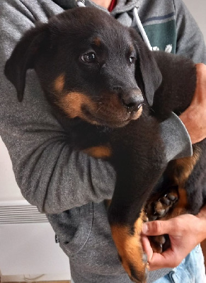 CHIOT