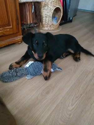 CHIOT