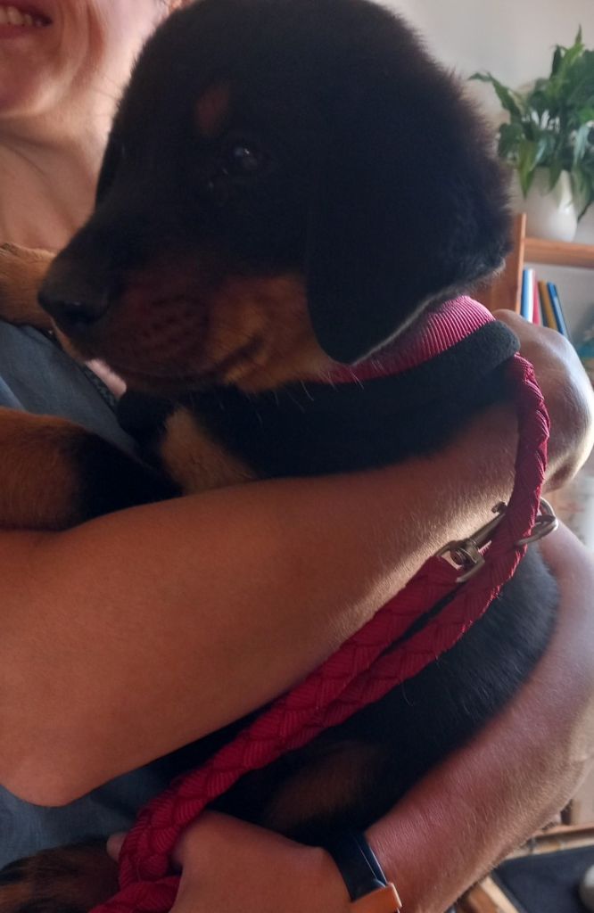 des Mille Pas de Loup - Chiots disponibles - Berger de Beauce