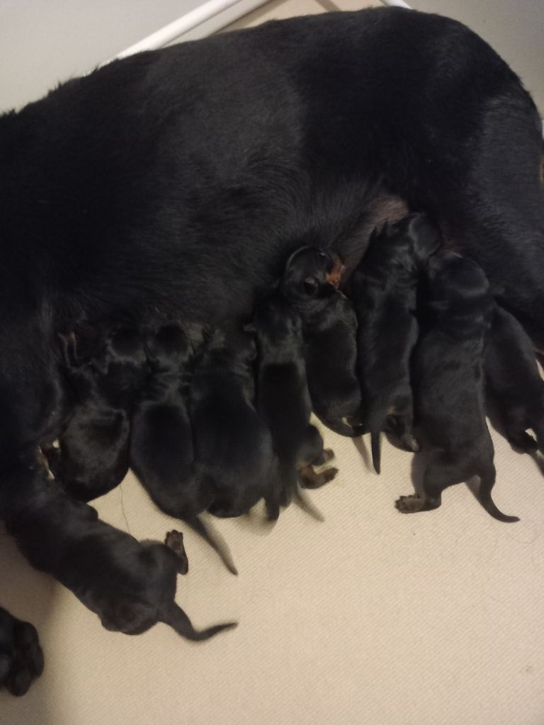 des Mille Pas de Loup - Chiots disponibles - Berger de Beauce