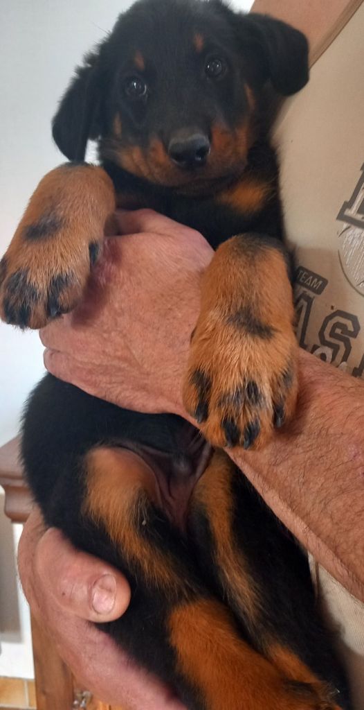 des Mille Pas de Loup - Chiots disponibles - Berger de Beauce