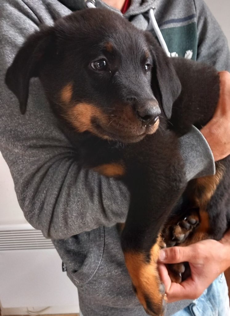 des Mille Pas de Loup - Chiots disponibles - Berger de Beauce