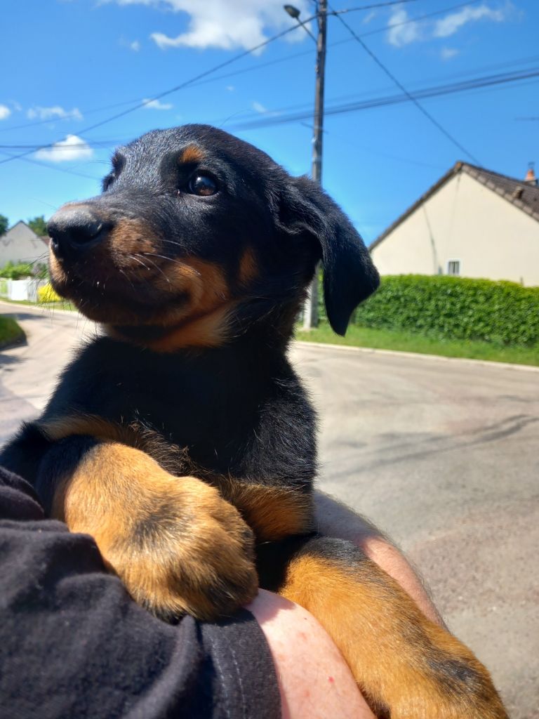 des Mille Pas de Loup - Chiots disponibles - Berger de Beauce