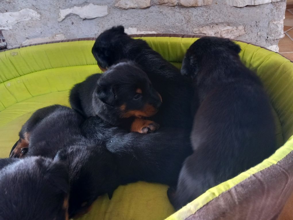 des Mille Pas de Loup - Chiots disponibles - Berger de Beauce